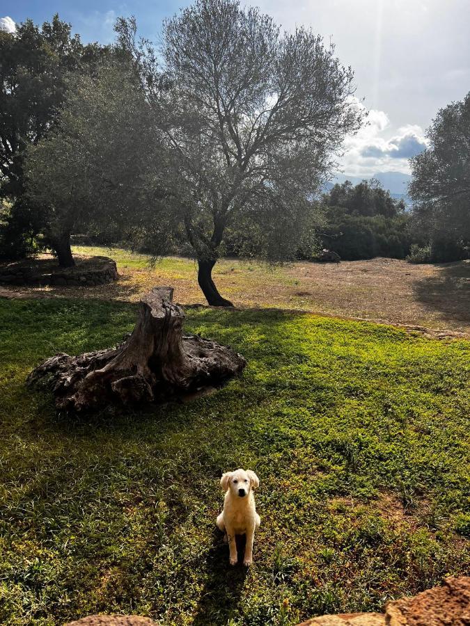 Agriturismo Conca' E Janas Dorgali Eksteriør bilde